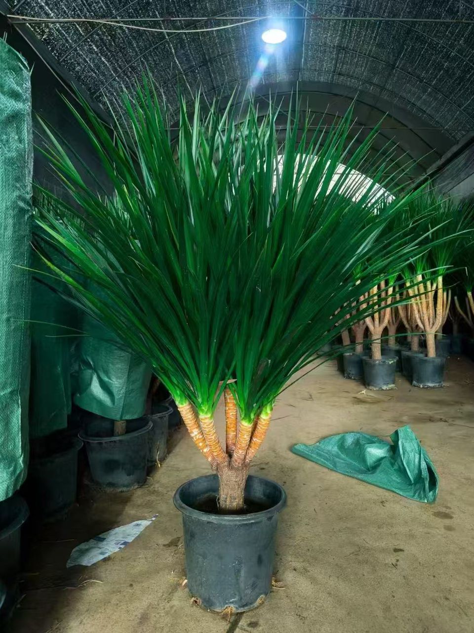 MULTI-HEADED DRACAENA DRACO