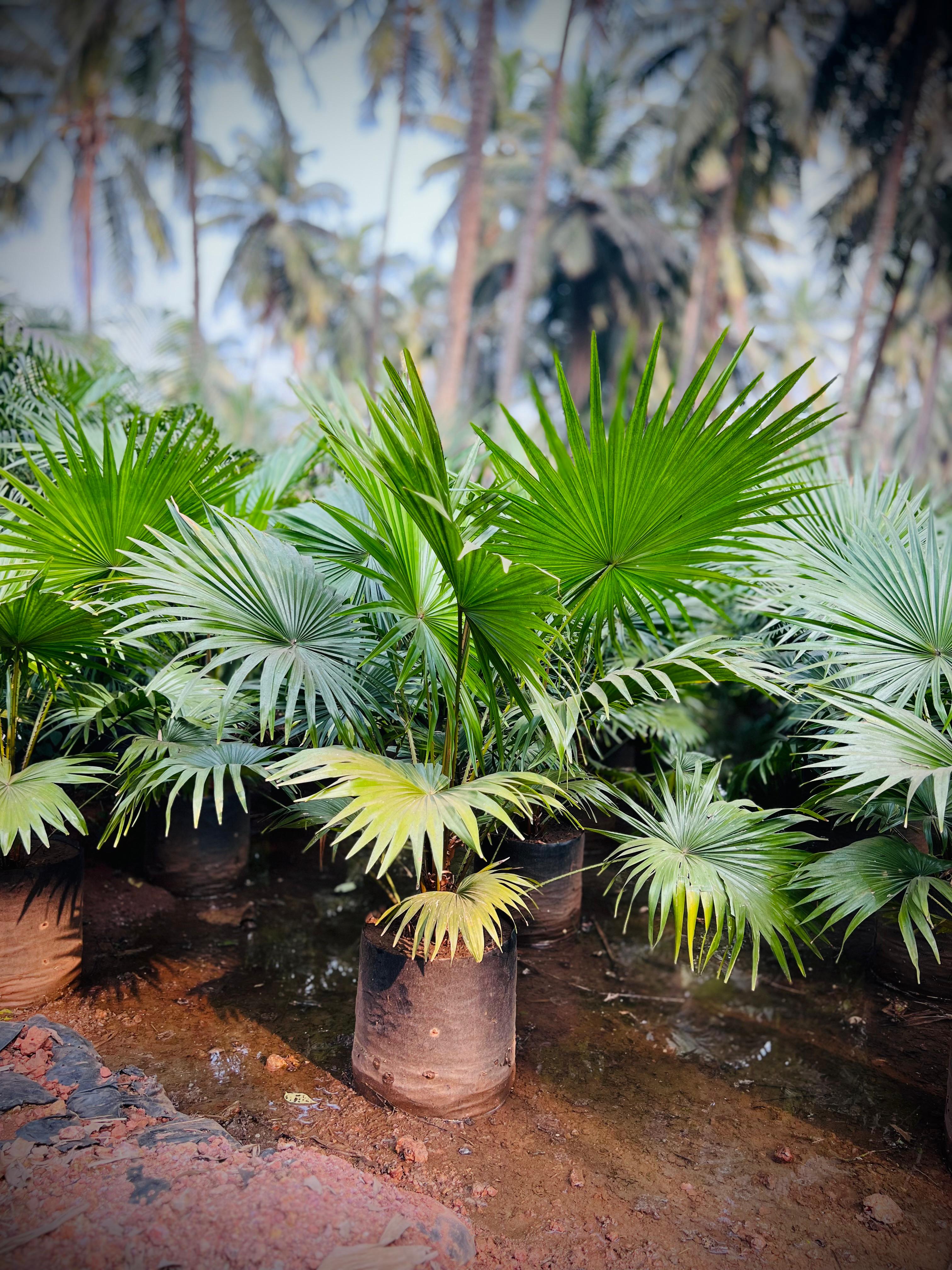 LIVISTONA ROTUNDIFOLIA