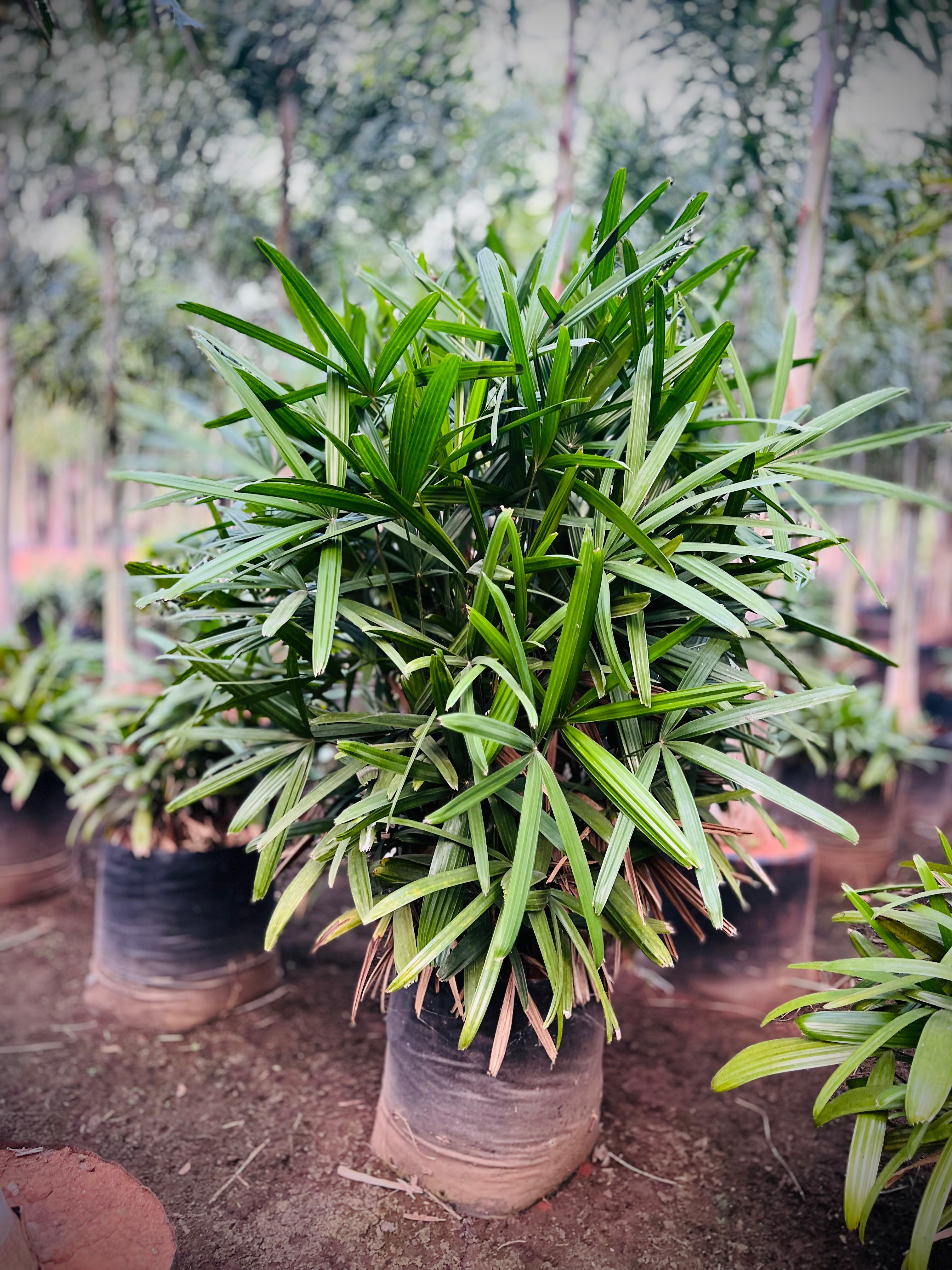 RHAPIS EXCELSA